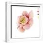 Watercolor Ranunculus Study II-Grace Popp-Framed Art Print