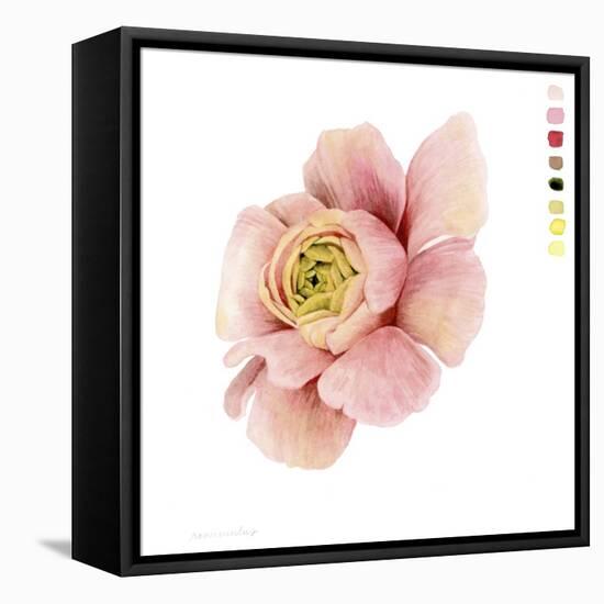 Watercolor Ranunculus Study II-Grace Popp-Framed Stretched Canvas