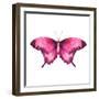 Watercolor Red Butterfly with Ruby-Eisfrei-Framed Art Print