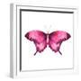 Watercolor Red Butterfly with Ruby-Eisfrei-Framed Art Print