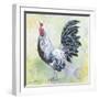 Watercolor Rooster-C-Jean Plout-Framed Giclee Print