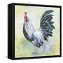 Watercolor Rooster-C-Jean Plout-Framed Stretched Canvas