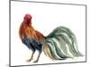 Watercolor Rooster. Farm Animals Silhouette Sketch. Wildlife Art Illustration. Vintage Graphic for-Tatyana Komtsyan-Mounted Art Print