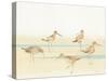 Watercolor Sandpipers I-Avery Tillmon-Stretched Canvas