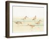 Watercolor Sandpipers I-Avery Tillmon-Framed Art Print