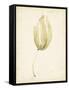 Watercolor Sea Grass III-Grace Popp-Framed Stretched Canvas