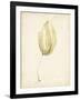 Watercolor Sea Grass III-Grace Popp-Framed Art Print