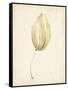 Watercolor Sea Grass III-Grace Popp-Framed Stretched Canvas
