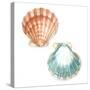 Watercolor Shells I-Megan Meagher-Stretched Canvas