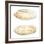 Watercolor Shells V-Megan Meagher-Framed Art Print