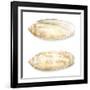 Watercolor Shells V-Megan Meagher-Framed Art Print