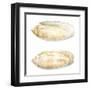 Watercolor Shells V-Megan Meagher-Framed Art Print