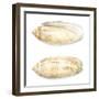 Watercolor Shells V-Megan Meagher-Framed Art Print