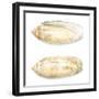 Watercolor Shells V-Megan Meagher-Framed Art Print