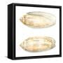 Watercolor Shells V-Megan Meagher-Framed Stretched Canvas