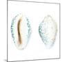 Watercolor Shells VI-Megan Meagher-Mounted Art Print