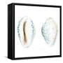 Watercolor Shells VI-Megan Meagher-Framed Stretched Canvas