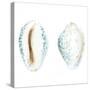 Watercolor Shells VI-Megan Meagher-Stretched Canvas