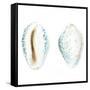 Watercolor Shells VI-Megan Meagher-Framed Stretched Canvas