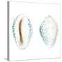 Watercolor Shells VI-Megan Meagher-Stretched Canvas