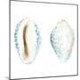 Watercolor Shells VI-Megan Meagher-Mounted Art Print