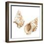 Watercolor Shells VII-Megan Meagher-Framed Art Print