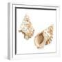 Watercolor Shells VII-Megan Meagher-Framed Art Print