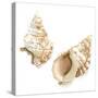 Watercolor Shells VII-Megan Meagher-Stretched Canvas