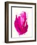 Watercolor Study No.2-Emma Jones-Framed Premium Giclee Print