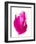 Watercolor Study No.2-Emma Jones-Framed Premium Giclee Print