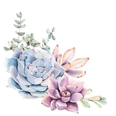 succulent live Aeonium Zwartkop 5 Gallon Succulents Plant Rose Beauty Tree Live Plant –  NNplant main image 1