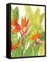 Watercolor Tropical Flowers IV-Tim OToole-Framed Stretched Canvas