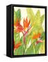 Watercolor Tropical Flowers IV-Tim OToole-Framed Stretched Canvas