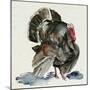 Watercolor Turkey I-Jennifer Parker-Mounted Art Print