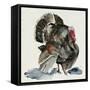 Watercolor Turkey I-Jennifer Parker-Framed Stretched Canvas