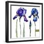 Watercolor Vector Drawing Flowers Blue Iris, Isolated Object, Botanical Floral Illustration Card-Anastasia Zenina-Lembrik-Framed Art Print