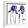 Watercolor Vector Drawing Flowers Blue Iris, Isolated Object, Botanical Floral Illustration Card-Anastasia Zenina-Lembrik-Framed Art Print