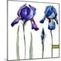 Watercolor Vector Drawing Flowers Blue Iris, Isolated Object, Botanical Floral Illustration Card-Anastasia Zenina-Lembrik-Mounted Art Print