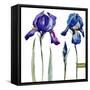 Watercolor Vector Drawing Flowers Blue Iris, Isolated Object, Botanical Floral Illustration Card-Anastasia Zenina-Lembrik-Framed Stretched Canvas