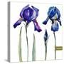 Watercolor Vector Drawing Flowers Blue Iris, Isolated Object, Botanical Floral Illustration Card-Anastasia Zenina-Lembrik-Stretched Canvas