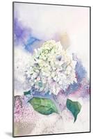 Watercolor White Hydrangea-Eisfrei-Mounted Art Print