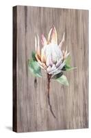 Watercolor White Protea Flower on Wood Surface-Eisfrei-Stretched Canvas