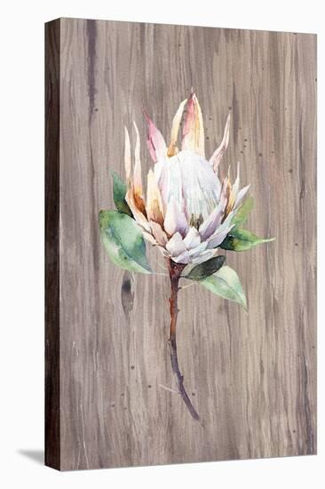 Watercolor White Protea Flower on Wood Surface-Eisfrei-Stretched Canvas