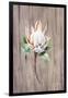 Watercolor White Protea Flower on Wood Surface-Eisfrei-Framed Art Print