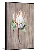 Watercolor White Protea Flower on Wood Surface-Eisfrei-Framed Stretched Canvas