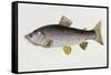 Watercolour of a Trout, Early 19th Century-Sarah Bowdich-Framed Stretched Canvas