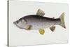 Watercolour of a Trout, Early 19th Century-Sarah Bowdich-Stretched Canvas