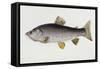 Watercolour of a Trout, Early 19th Century-Sarah Bowdich-Framed Stretched Canvas