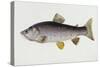 Watercolour of a Trout, Early 19th Century-Sarah Bowdich-Stretched Canvas