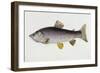 Watercolour of a Trout, Early 19th Century-Sarah Bowdich-Framed Giclee Print